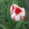 Tulipán virág