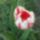 Tulipan_virag_1118088_9322_t