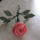Gyongy__7_1119988_8287_t
