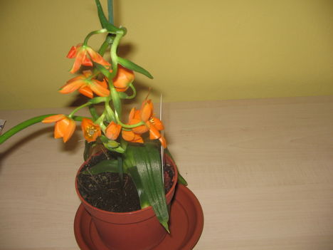 És Orchidea