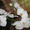 Fehér Orchidea