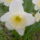 Halhober_istvan_7_1110129_1645_t