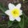 Narcisz-001_1101182_4750_t