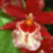 orchidea piros