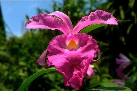 Orchidea szintén