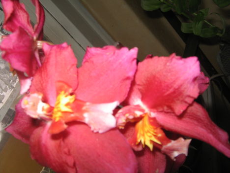 Orchidea szintén lila