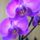Orhidea-001_111043_40953_t