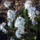 Puschkinia_scilloides_var_libanotica_1110214_4550_t