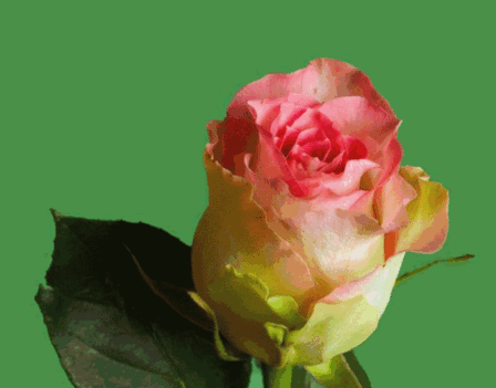 rózsa nyiló