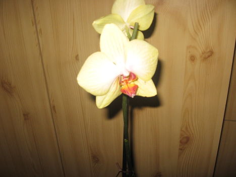 Sárga orhidea