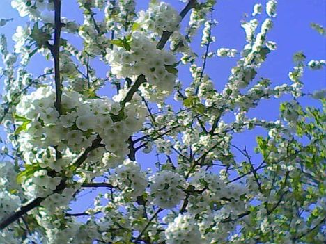 Szépen virágzik a cseresznyefa a kertünkben