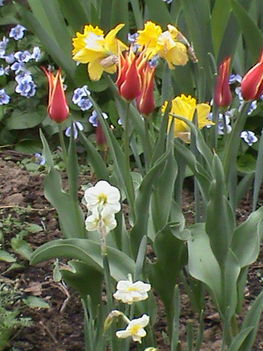 Virágos tavasz 2011