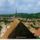 Vizakna_1011233_1855_t
