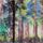 Kep_026_az_erdo_fenyei_1121524_3415_t