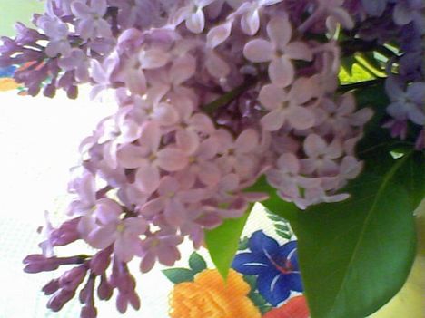 Orgona virágom aprócska szirmai :-)