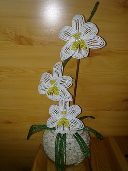 fehér orchidea