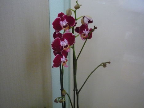 orchidea 1