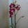 Orchidea_1-002_1122818_1801_t