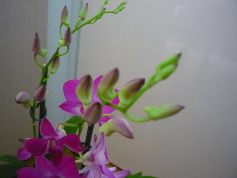 orchidea 1