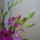 Orchidea_1-003_1122830_7883_t