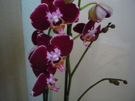 orchidea 10