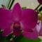 orchidea 2