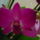 Orchidea_2-003_1122831_3538_t