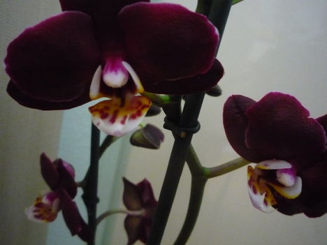 orchidea 3