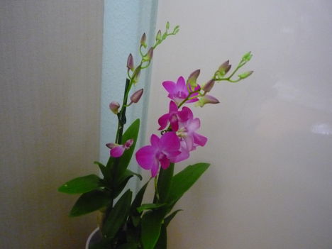 orchidea 3