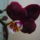 Orchidea_4-001_1122823_6012_t