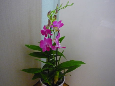 orchidea 4