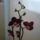 Orchidea_5-001_1122824_1663_t