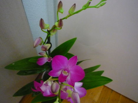 orchidea 6