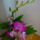 Orchidea_6-001_1122835_4136_t