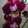Orchidea_6_1122825_3264_t