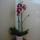 Orchidea_7-001_1122826_2244_t