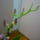 Orchidea_7-002_1122836_7437_t