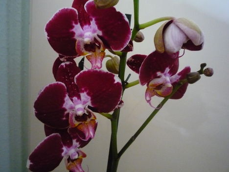 orchidea 8