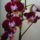 Orchidea_8-001_1122837_5353_t