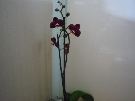 orchidea 8