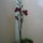 Orchidea_8_1122827_8291_t