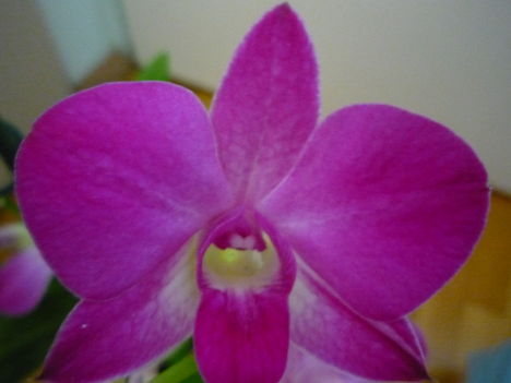 orchidea 9