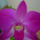 Orchidea_9-001_1122838_1247_t