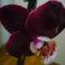 orchidea 9