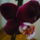 Orchidea_9_1122828_1590_t