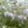 Csatavirag_1123390_8997_t