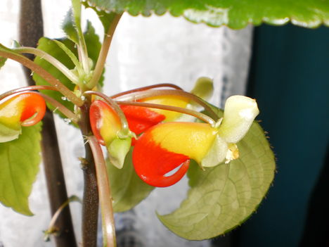 kongói Nebács Virág.