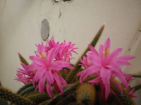 Korbács Kaktusz 2