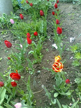tulipánjaim