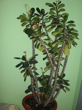 Euphorbia millii.